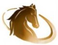 Stallion International HR Solutions Pvt Ltd  logo