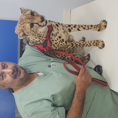 hassan ibrahim, Veterinary Surgeon