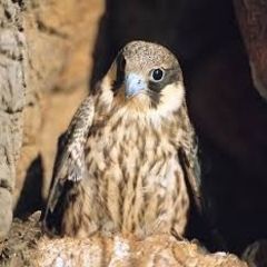 عيسى السقار