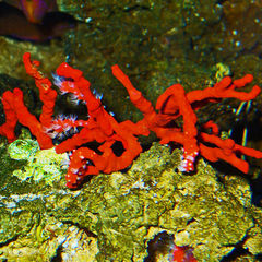 Mohamed Lotfi Boudjillouli