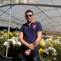 Mohamed Hafez