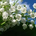 Amreen Fatima, 