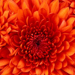 Sarra Ali Sayed Ahmed